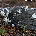 One has fallen from the nest. Not so well by the looks. I took the bird to Wildlife Rescue.<br />Canon EOS 7D + EF300 F2.8L III + EF1.4xII